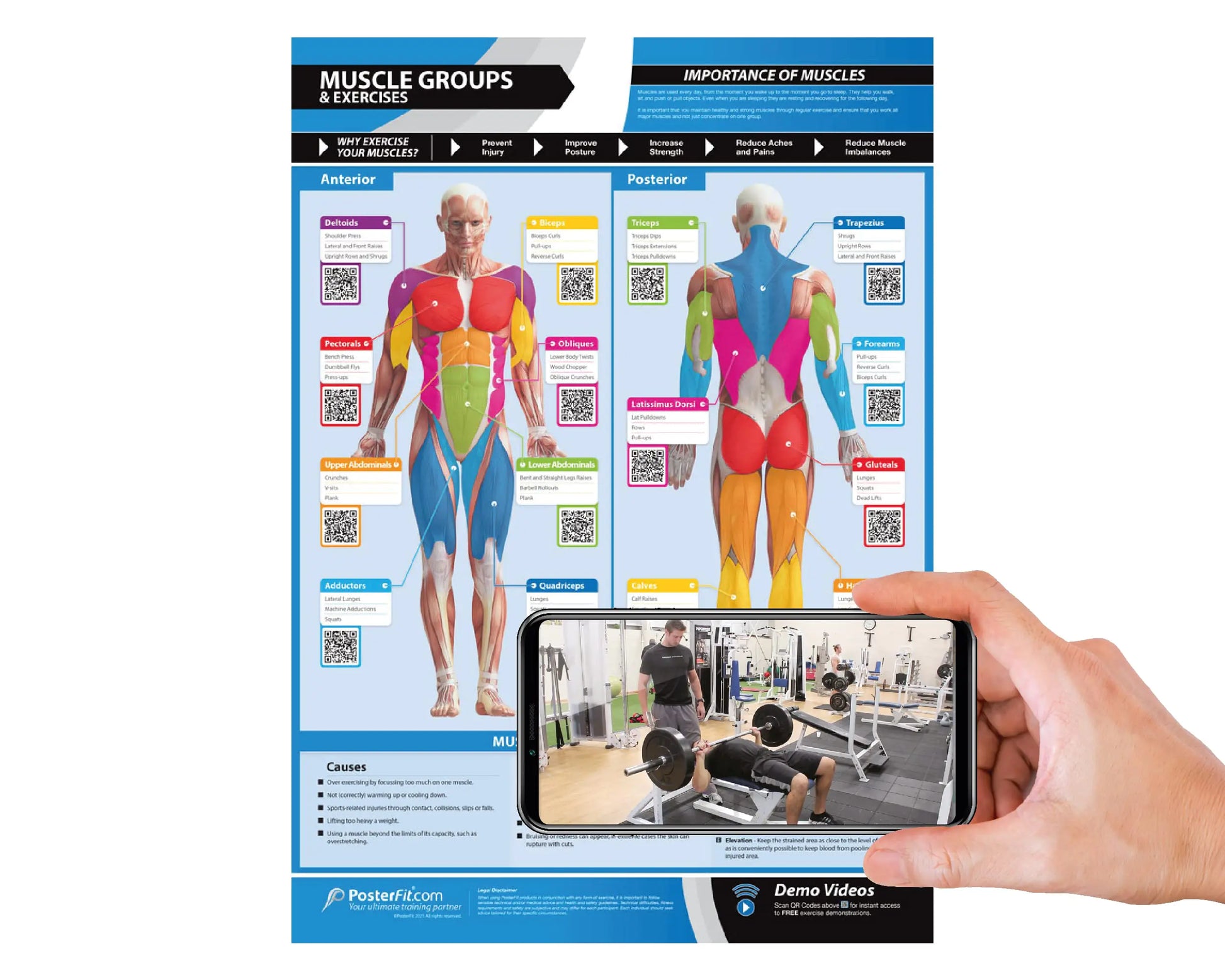 Large laminated gym exercise poster showing muscle groups and workout illustrations with QR video support